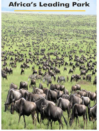 naivasha title small