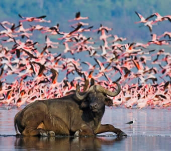 4-Day, 3 Nights Masai Mara & Lake Nakuru Safari