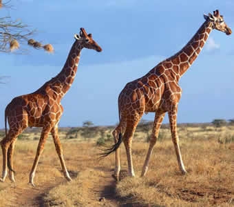 12 Days, 11 Nights Kenya Safari - Samburu, Olpejeta, Meru, Nakuru, Naivasha Mara Safari