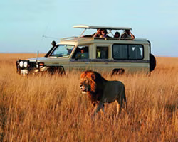 kenya wildlife safaris thumb image
