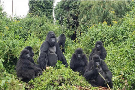 Gorilla Adventure Trips